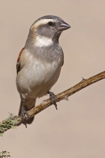 Cape Sparrow (Passer melanurus) female, Northern Cape, South Africa