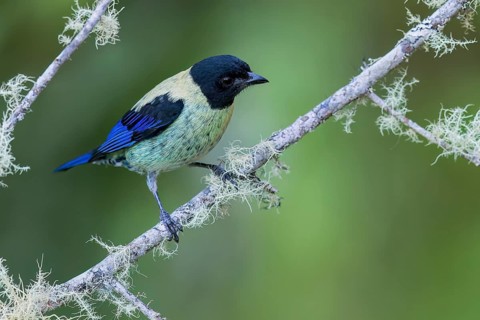 Black-headed Tanager (Tangara cyanoptera) perched on a branch in Colombia, South America