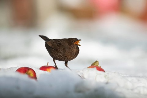 European blackbird (Turdus merula) adult female bird feeding on apples fruit on a snow covered