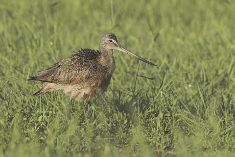 Marbled Godwit (Limosa fedoa), Canada