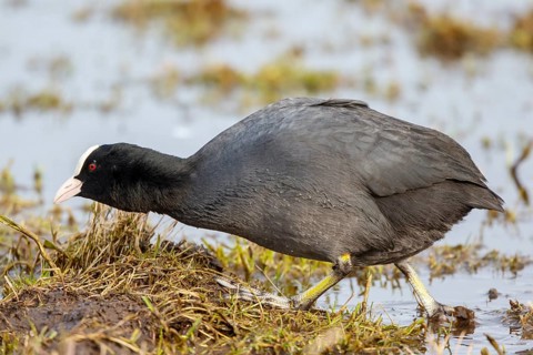 Eurasian Coot (Fulica atra) foraging, Netherlands