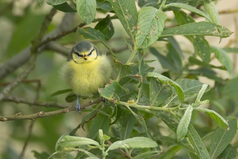 Blue tit (Cyanistes caeruleus) juvenile baby bird on a tree branch in summer, Suffolk, England,
