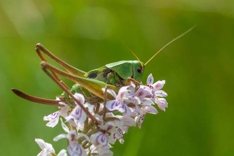 Decticus verrucivorus, grasshoppers, deciduous locusts, wart biters, ensifera, female,