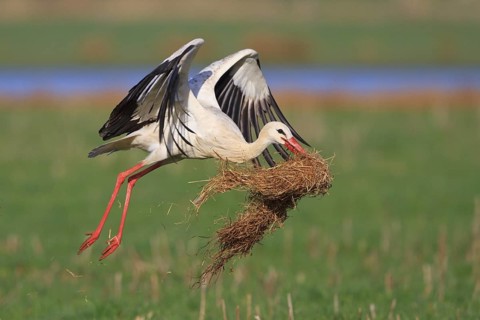 White Stork (Ciconia ciconia) flying, North Rhine-Westphalia, Germany
