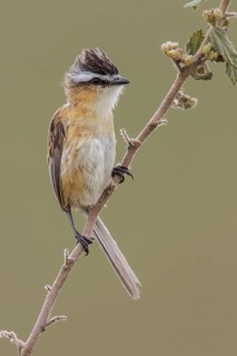 Sharp-tailed Tyrant (Culicivora caudacuta) perched on a branch in the Atlantic rainforest of