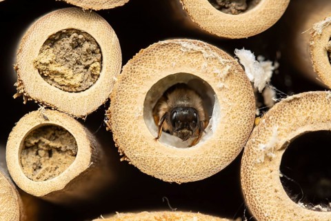 Red mason bee (Osmia bicornis) adult insect emerging from a hole on a bee or bug hotel in summer,