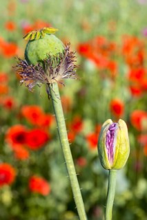 Flower bud and fresh poppy capsule still with stamens of the blue poppy (Papaver somniferum), in