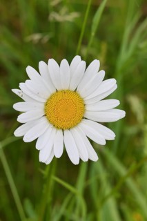 Daisy (Leucanthemum vulgare), flower in a meadow, close-up, macro, Wilnsdorf, North