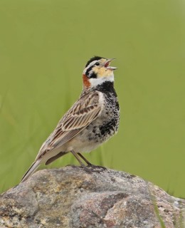 A male Chestnut-collared Longspur, Calcarius ornatus, singing at Grasslands National Park,