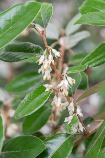 Oleaster willow (Elaeagnus × ebbingei), Lorberg Nursery, Germany