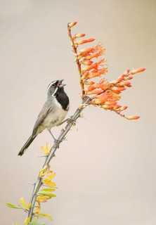 Black-throated Sparrow (Amphispiza bilineata) singing from a branch, Arizona, USA