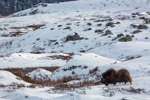 A musk ox cow (Ovibos moschatus) wanders through the vastness of the Norwegian tundra, winter,