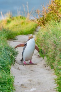 Yellow-eyed Penguin (Megadyptes antipodes) on the move, Otago Region, South Island, New Zealand