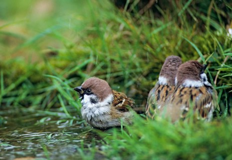 Tree Sparrow, Passer Montanus, Sparrow, Tree Sparrow, Bath, Bird Bath, Birds, Garden, Leo, Passeri,