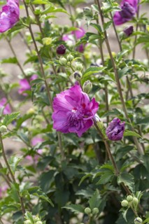Garden marshmallow (Hibiscus syriacus PURPLE RUFFLES), Anchers Havecenter, Ellerhoop-Thiensen,