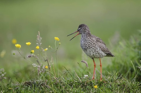 Common Redshank (Tringa totanus) calling, Schleswig-Holstein, Germany