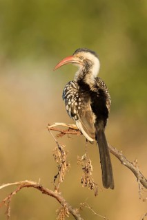 Roodsnaveltok zittend in struik, Red-billed Hornbill sitting on branch