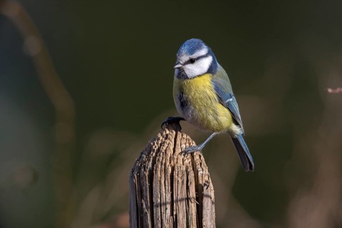 Blue tit, parus caeruleus, birds, garden fence, garden fence, tits, passeri, songbirds, songbirds,