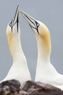 Northern Gannet (Morus bassanus), Scotland, United Kingdom
