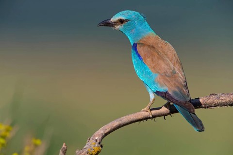 Roller, Almond Crow, (Coracias garrulus), animals, birds, raptors, raptor family, perch, biotope,