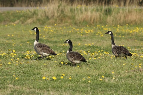 Canada Goose (Branta canadensis), Lower Saxony, Germany