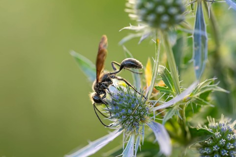 Isodontia mexicana (Isodontia mexicana) searching for nectar on flat-leaf manstraw (Eryngium