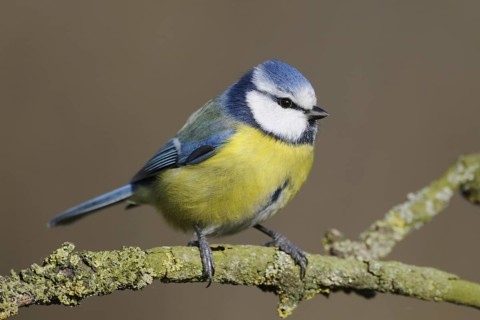 Eurasian Blue Tit (Cyanistes caeruleus) perched on a lichen branch, North Rhine-Westphalia, Germany