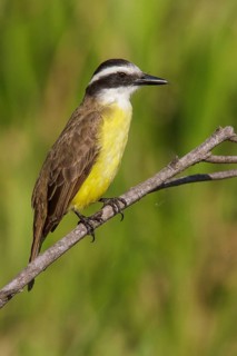 Lesser Kiskadee (Philohydor lictor) perched on a branch in Manu National Park, Peru