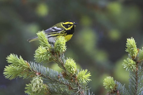 Townsend's Warbler (Setophaga townsendi), British Columbia, Canada