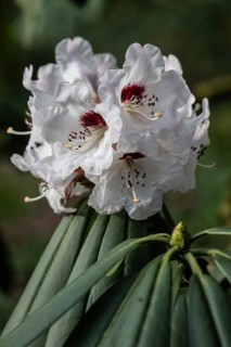 Rhododendron (Rhododendron sutchuenense Geraldii), Emsland, Lower Saxony, Germany