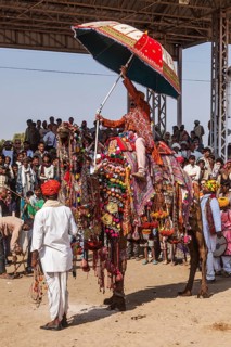 PUSHKAR, INDIA, NOVEMBER 22, 2012: Camel decoration competition contest at Pushkar camel fair
