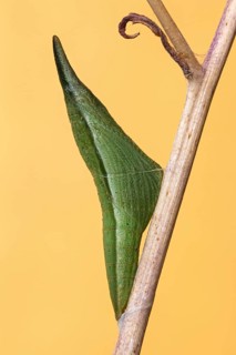Die grüne Grütel-Puppe vom Östlicher Aurorafalter (Anthocharis damone), Sizilien - Italien