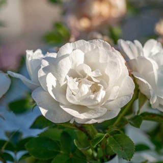 Dwarf rose (Rosa WHITE BABYFLOR), BS Sämann, Germany