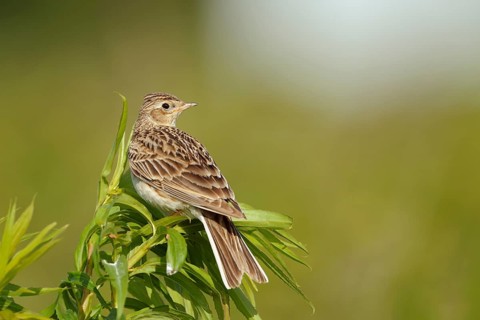 Eurasian Skylark (Alauda arvensis), North Rhine-Westphalia, Germany