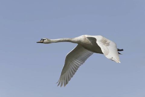 Mute Swan (Cygnus olor) juvenile flying, Saxony, Germany