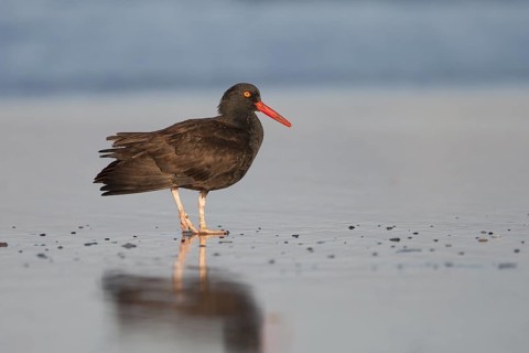 Black Oystercatcher (Haematopus bachmani) foraging on shore, California, USA