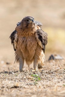 Bonelli's Eagle (Aquila fasciata) juvenile on ground, Andalusia, Spain