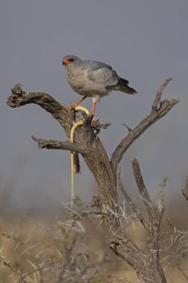 Pale Chanting Goshawk (Melierax canorus), Oshikoto, Namibia