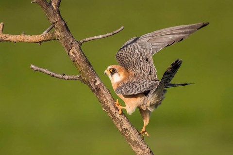 Red-footed Falcon (Falco vespertinus) female perched on a branch, Subotica, Serbia