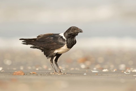 Pied Crow (Corvus albus), Gambia