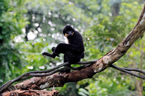 Southern yellow-cheeked gibbon (Nomascus gabriellae), adult, male, sitting, on tree, alert,