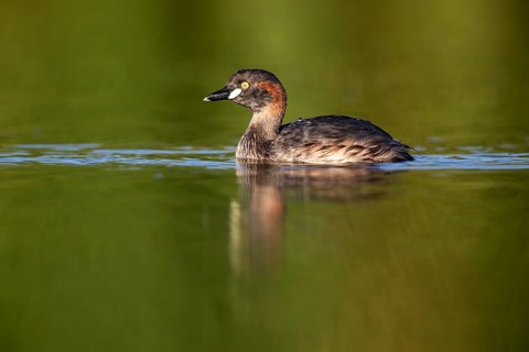 Australasian Grebe (Tachybaptus novaehollandiae), Queensland, Australia