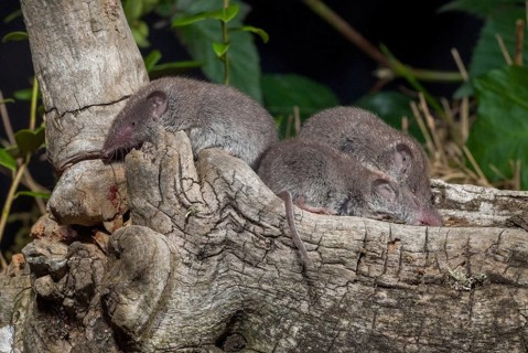 Crocidura Russula, Greater White-Toothed Shrew, House Shrew, Insectivora, Insectivora, Adolescent,