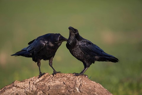 Raven (Corvus corax), Spanish imperial eagle, Extremadura, Castilla La Mancha, Spain