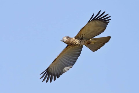 Cuckoo Roller (Leptosomus discolor) flying, Isalo, Madagascar