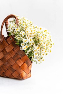 A charming display of chamomile flowers in a woven basket set against a light background, capturing