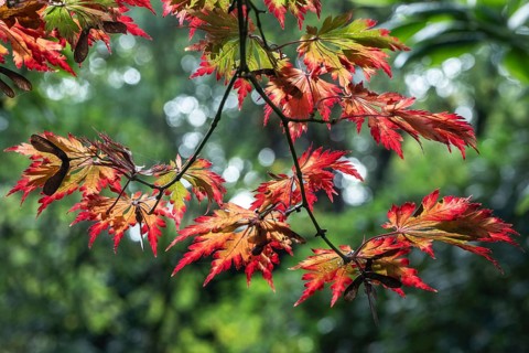 Adenhut leaf maple (Acer japonicum aconitifolium), autumn leaves, Emsland, Lower Saxony, Germany