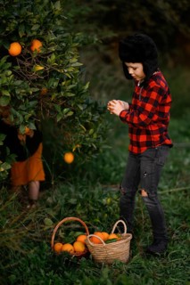 A child wearing a red plaid shirt and black hat picks oranges from a tree in a lush orchard. Two