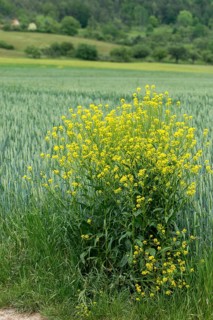 Brassicaceae, bunias orientalis, alien plant, smooth grouper, cruciferous vegetable, neobiota,
