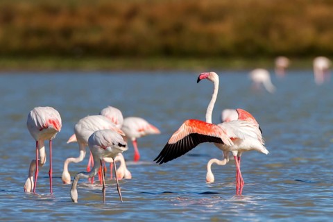 Greater Flamingo (Phoenicopterus roseus), Castile-La Mancha, Spain